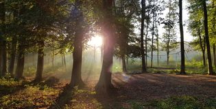 Nieuw Allardsoog - foto 3