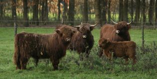 Molecaten Park Landgoed Ginkelduin - foto 2