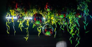 Ruis Alkmaar - foto 3